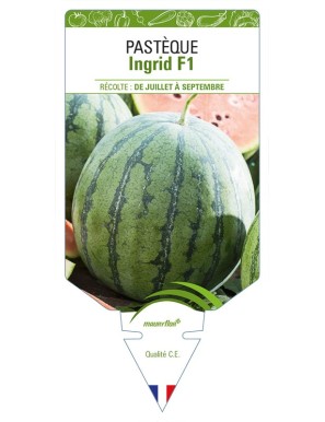 Pastèque Ingrid F1
