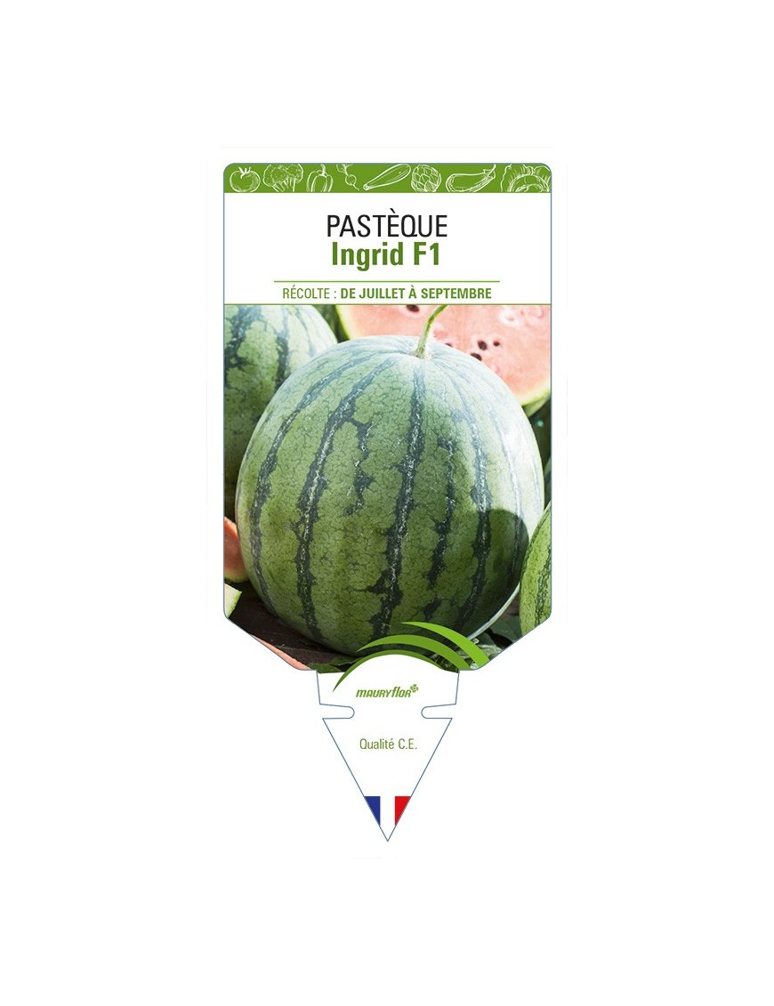 Pastèque Ingrid F1