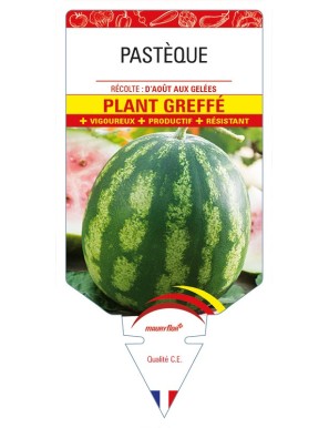 Pastèque Plant greffé