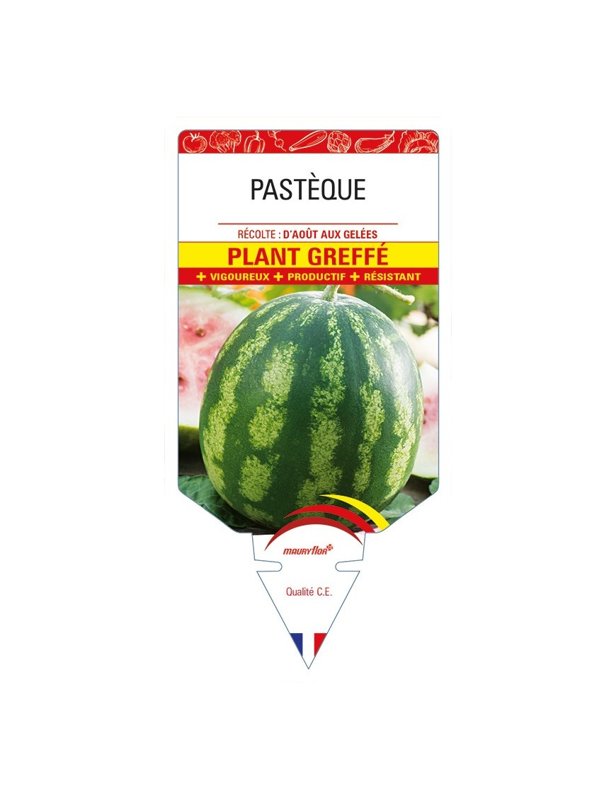Pastèque Plant greffé