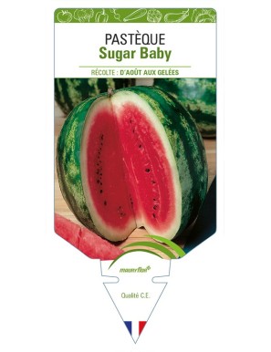 Pastèque Sugar Baby