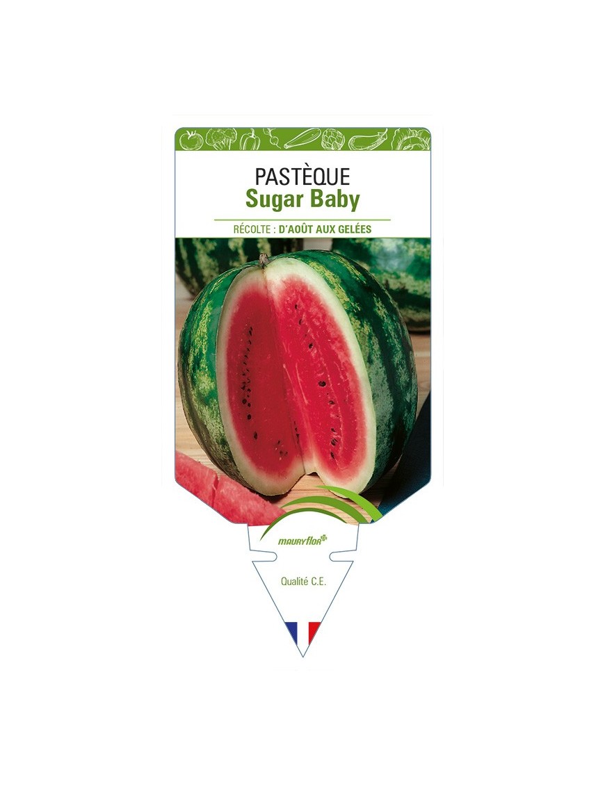 Pastèque Sugar Baby