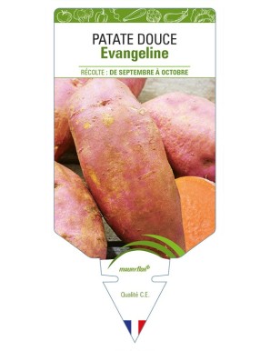 Patate douce Evangeline