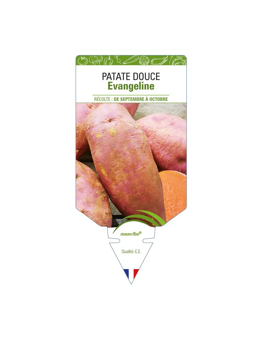 Patate douce Evangeline