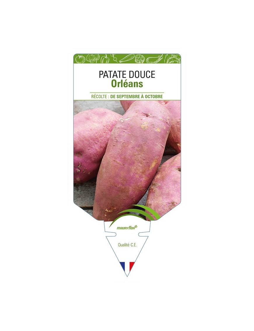 Patate douce Orléans