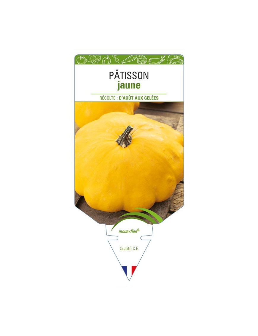 Pâtisson jaune