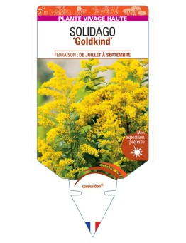 SOLIDAGO Goldkind