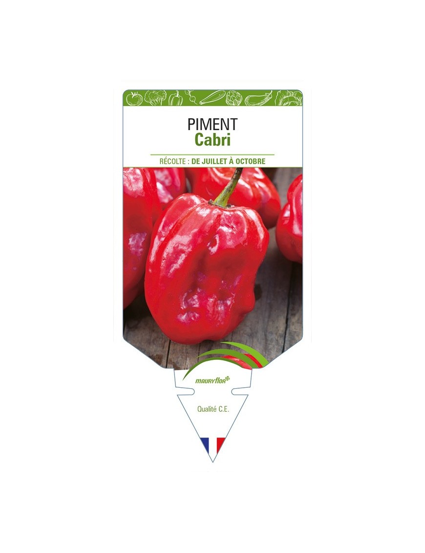 Piment Cabri