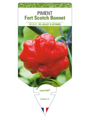 Piment Fort Scotch Bonnet
