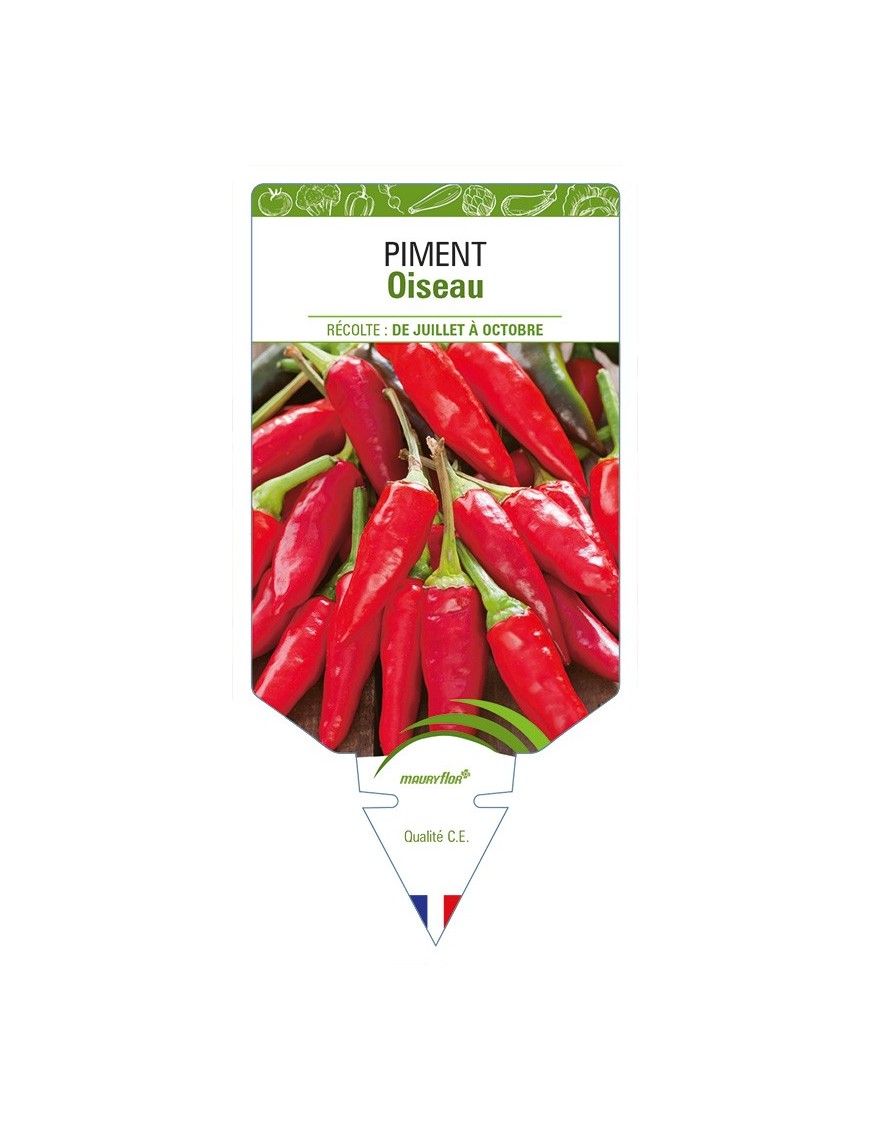 Piment Oiseau