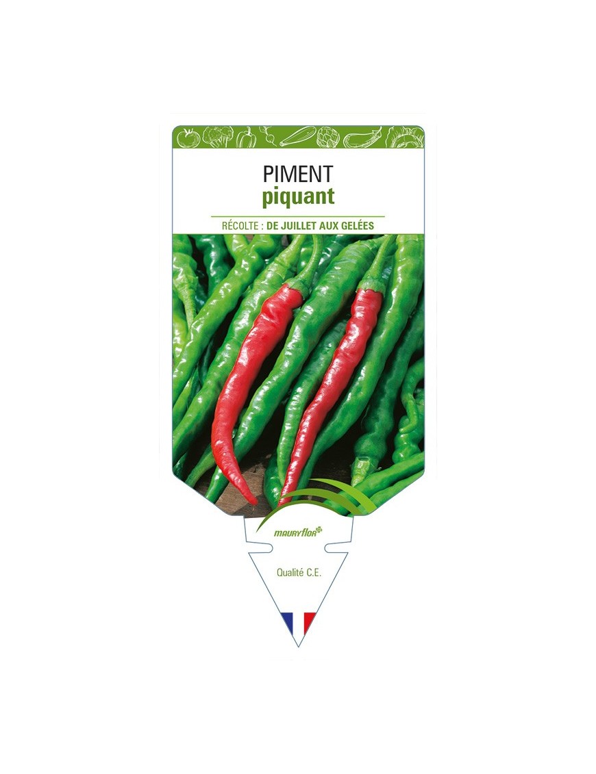 Piment piquant
