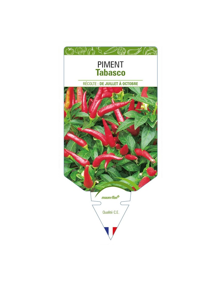 Piment Tabasco