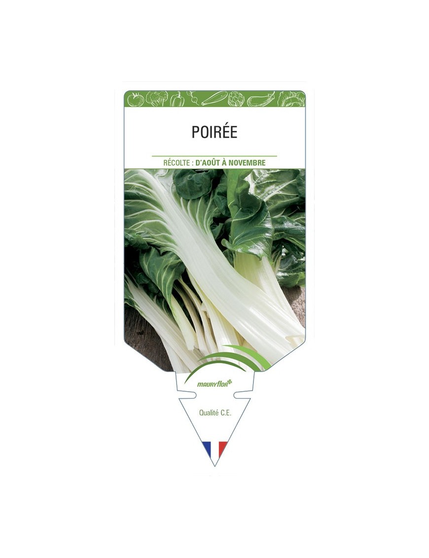 Poirée (Blette)