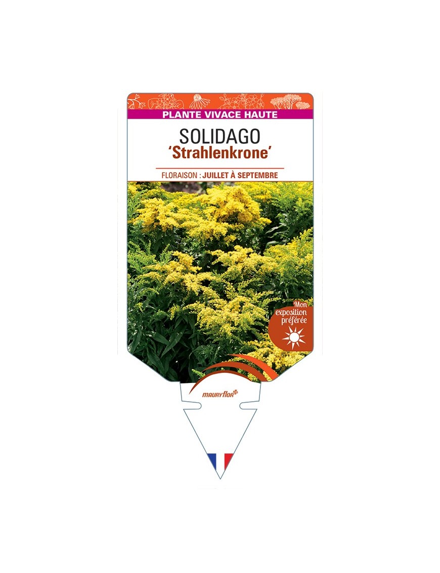 SOLIDAGO Strahlenkrone