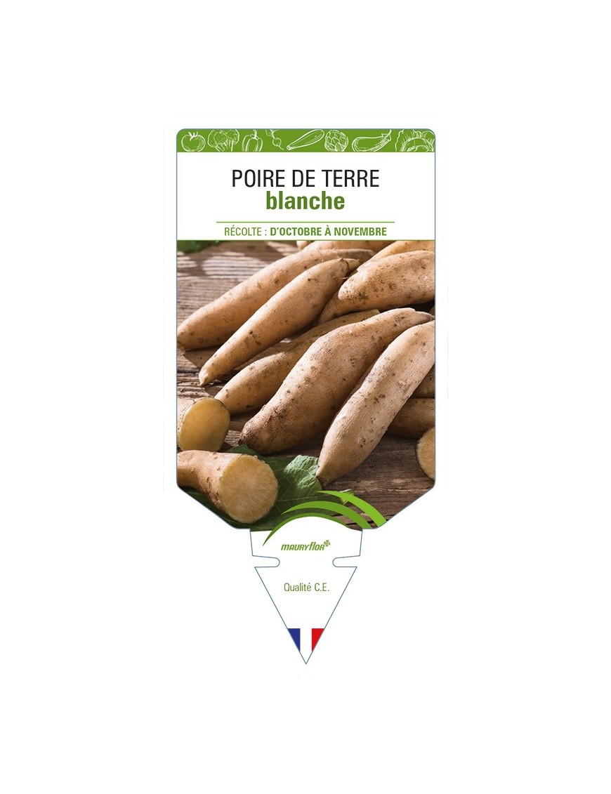 Poire de Terre blanche