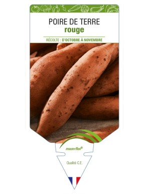Poire de Terre rouge