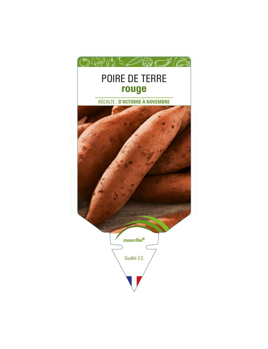 Poire de Terre rouge