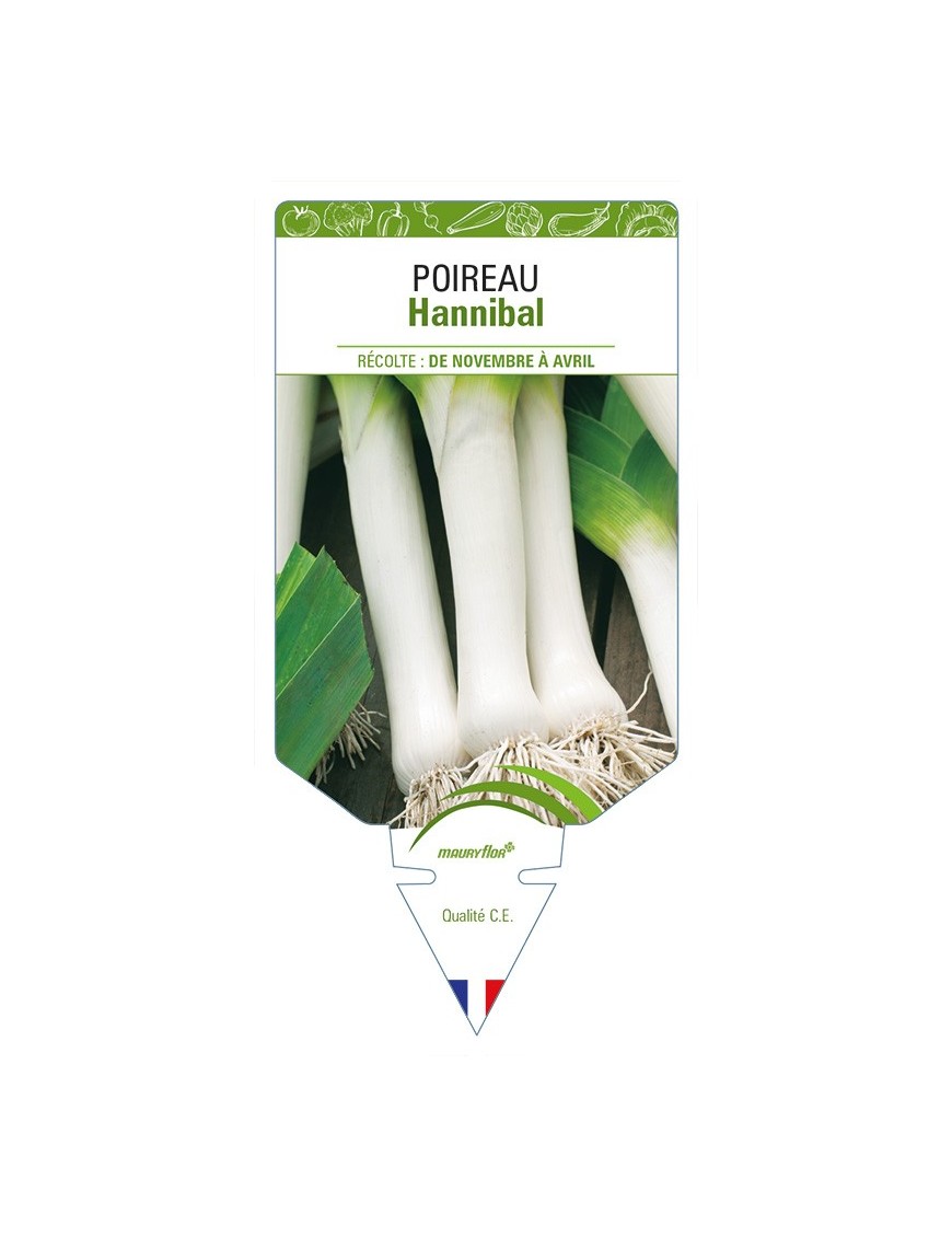 Poireau Hannibal