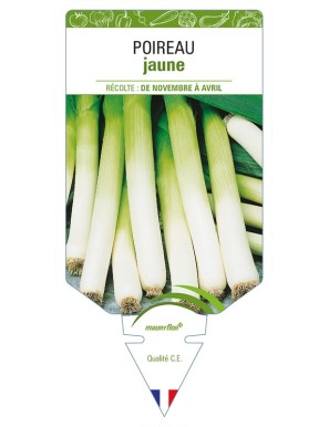 Poireau jaune