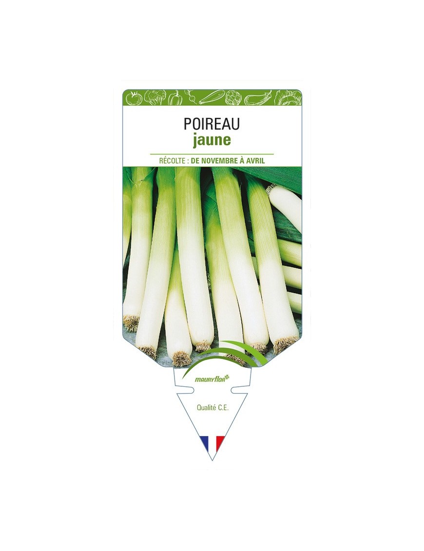 Poireau jaune