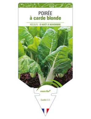 Poirée à carde blonde