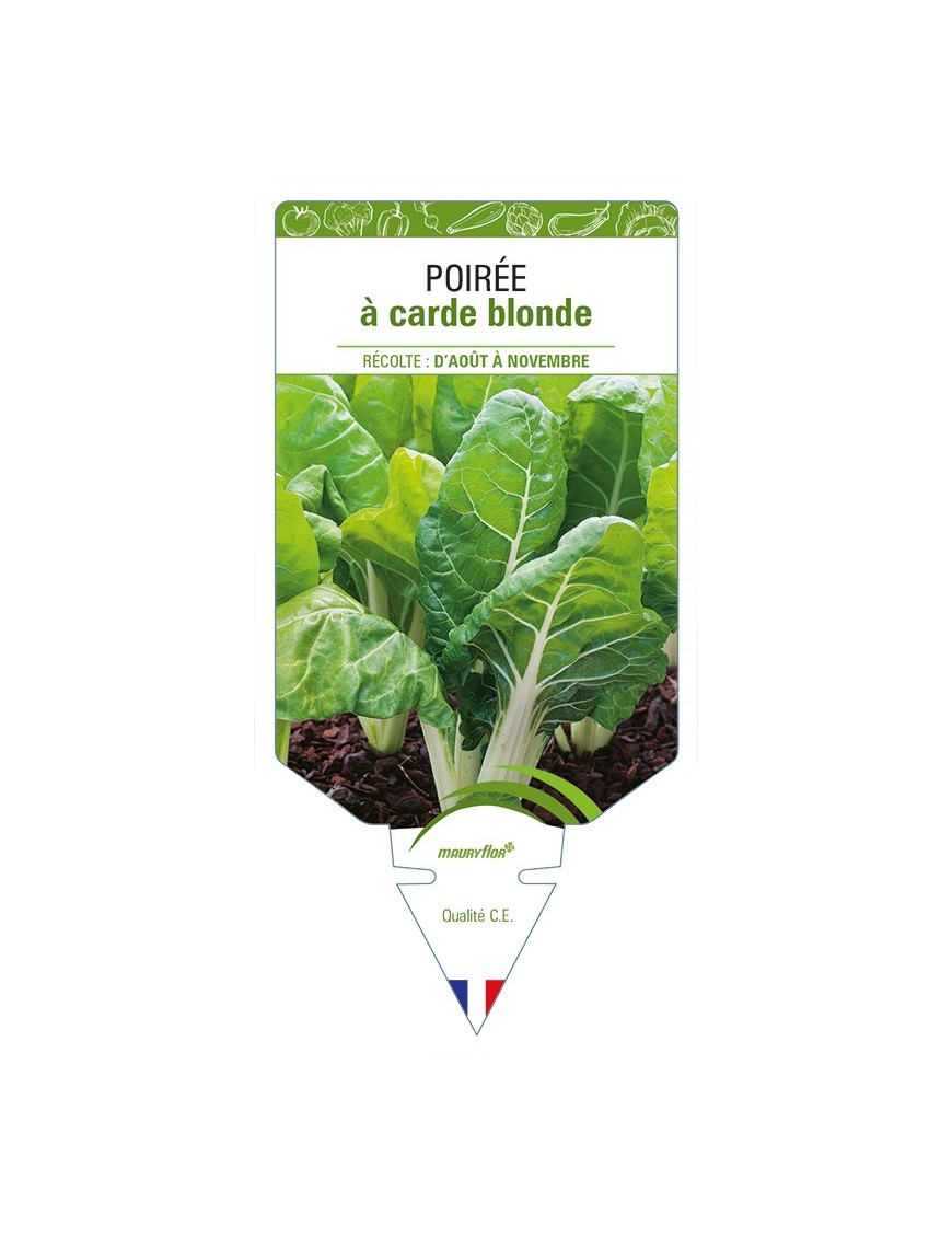 Poirée à carde blonde