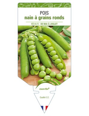 Pois nain à grains ronds