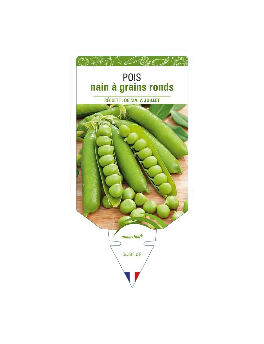 Pois nain à grains ronds