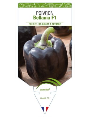 Poivron Bellania F1