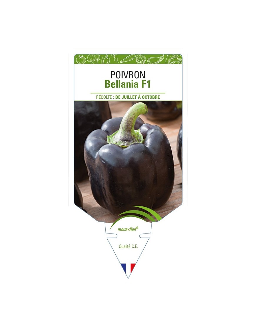 Poivron Bellania F1