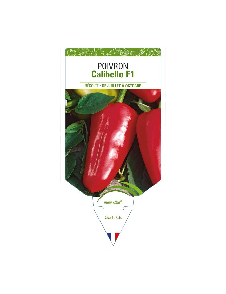Poivron Calibello F1