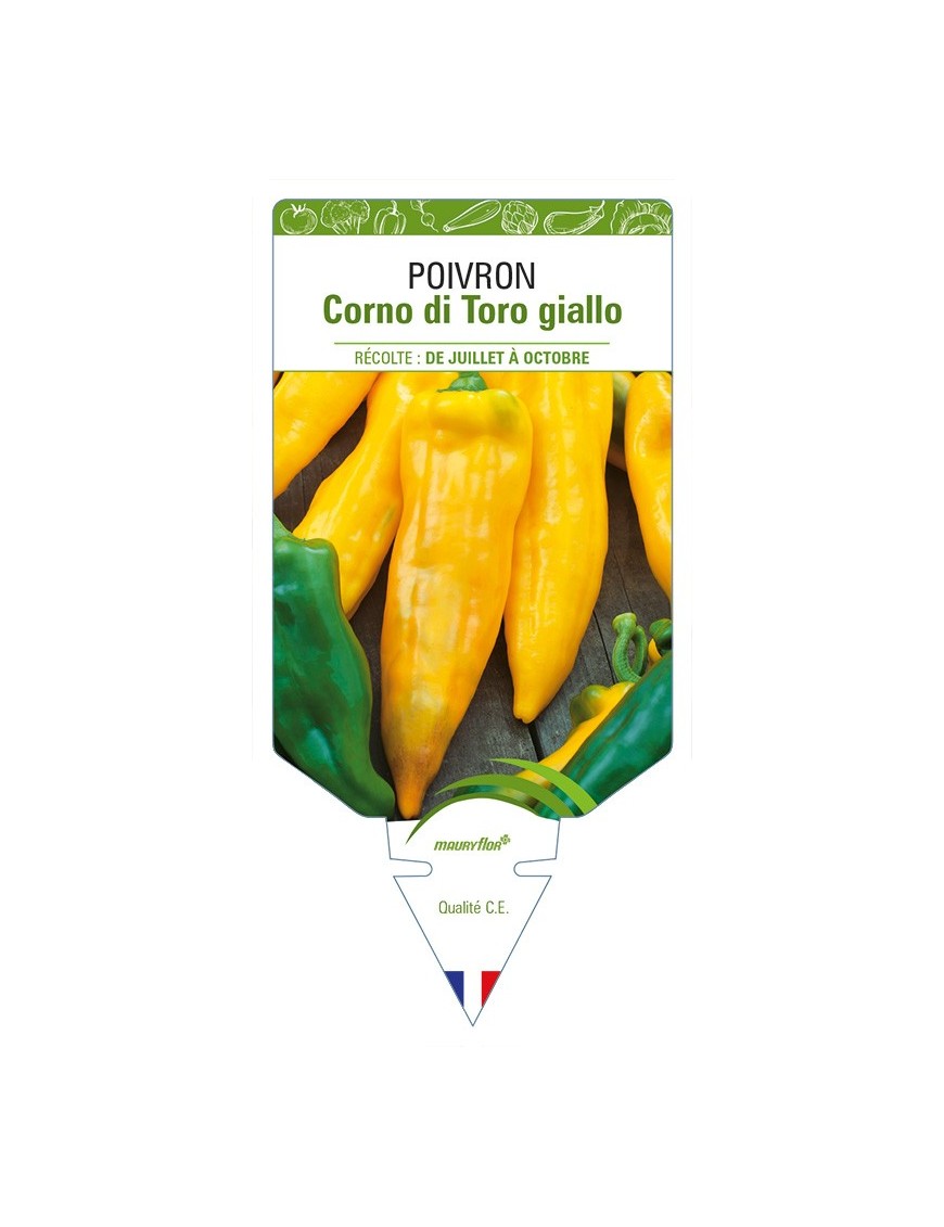 Poivron Corno di Toro giallo