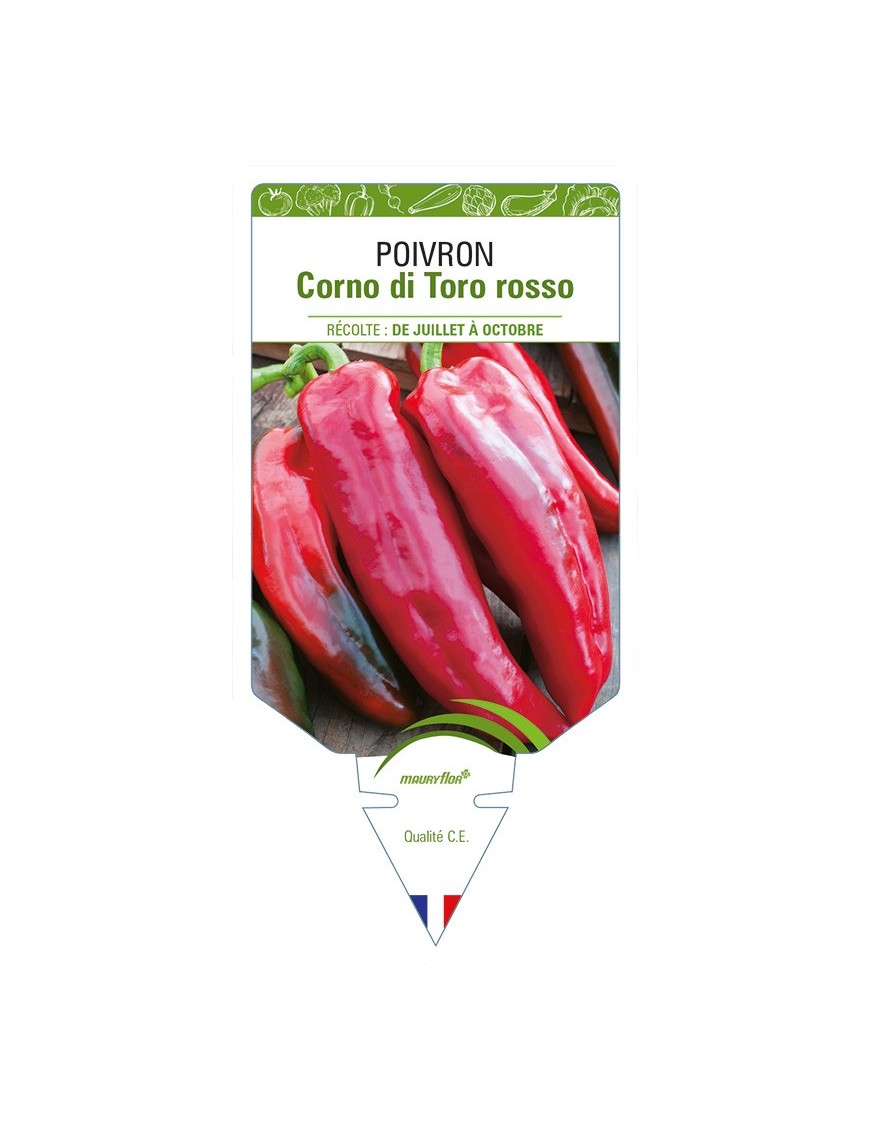 Poivron Corno di Toro Rosso
