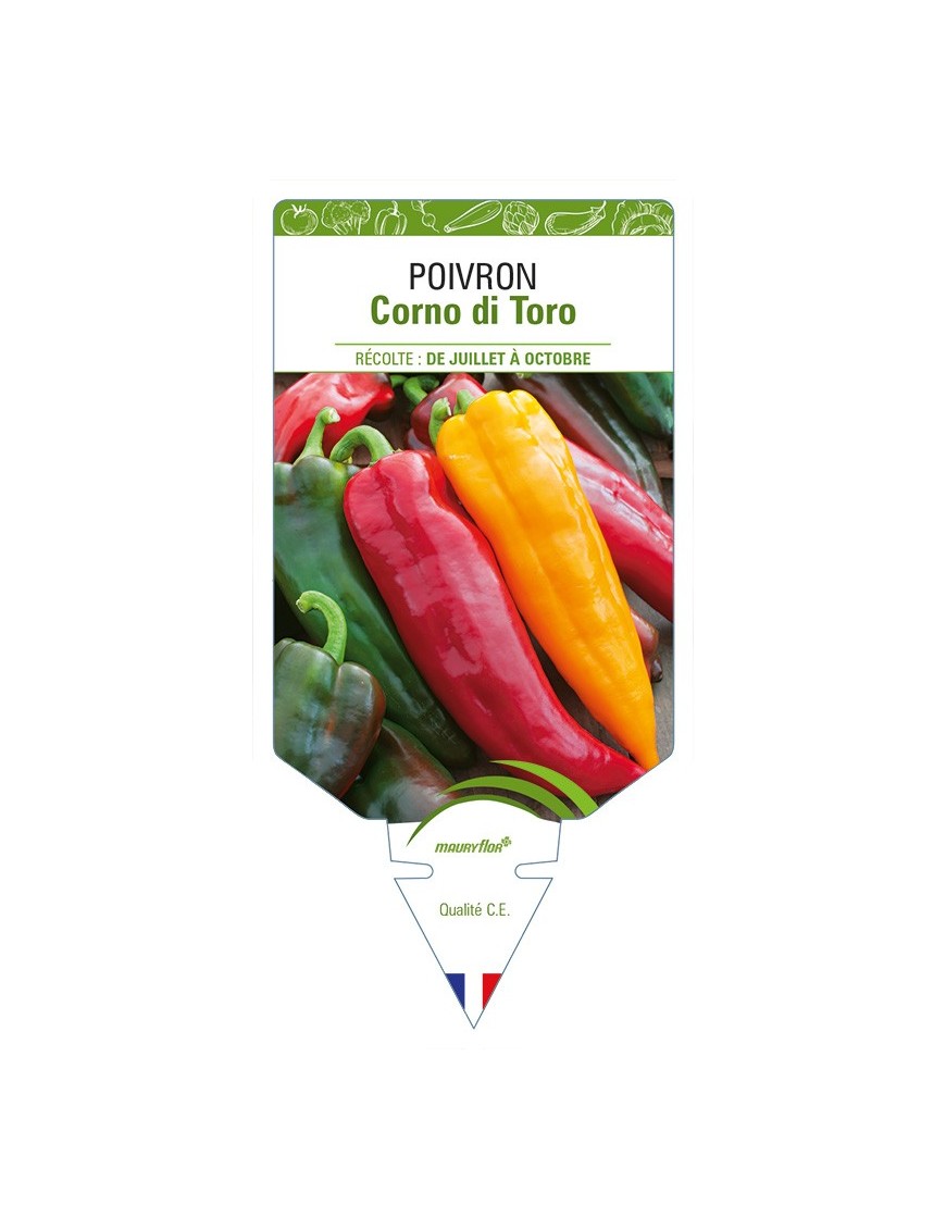 Poivron Corno di Toro Rosso (varié)