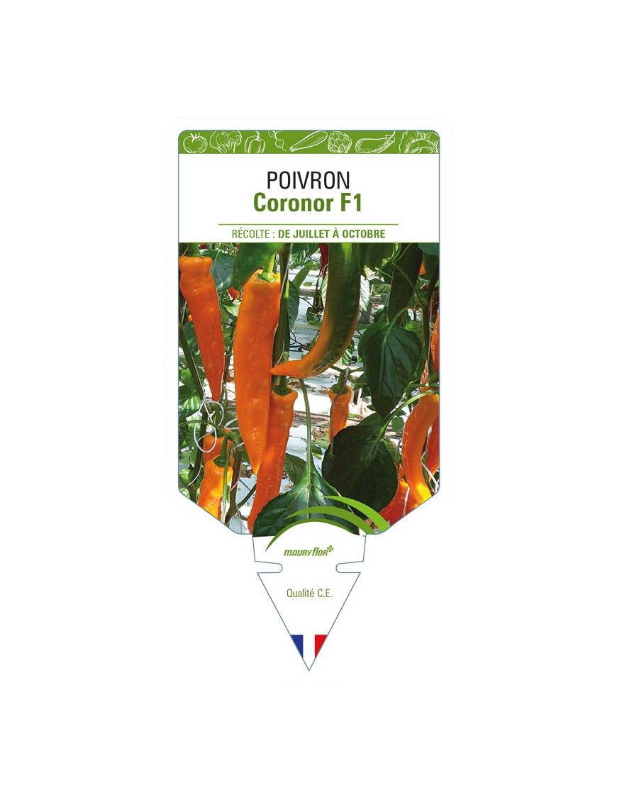 Poivron Coronor F1