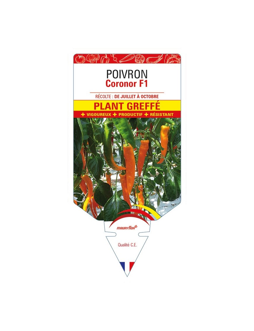 Poivron Coronor F1 Plant greffé