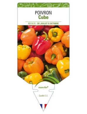 Poivron Cube