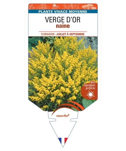 SOLIDAGO voir Verge d'Or naine (jaune)