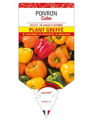 Poivron Cube Plant greffé