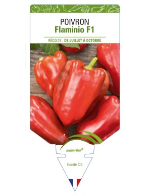 Poivron Flaminio F1