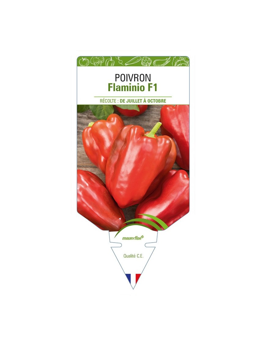 Poivron Flaminio F1