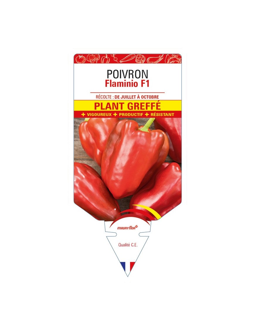 Poivron Flaminio F1 Plant greffé