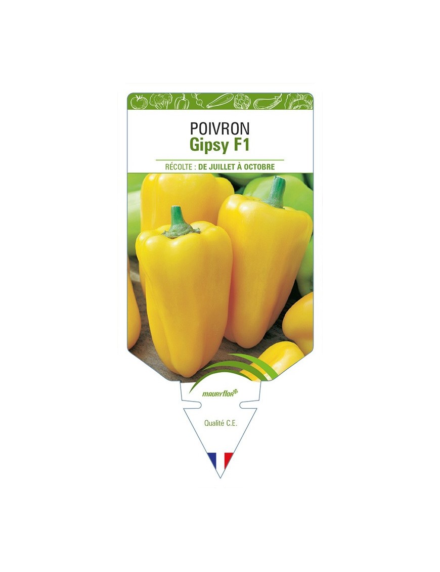 Poivron Gipsy F1
