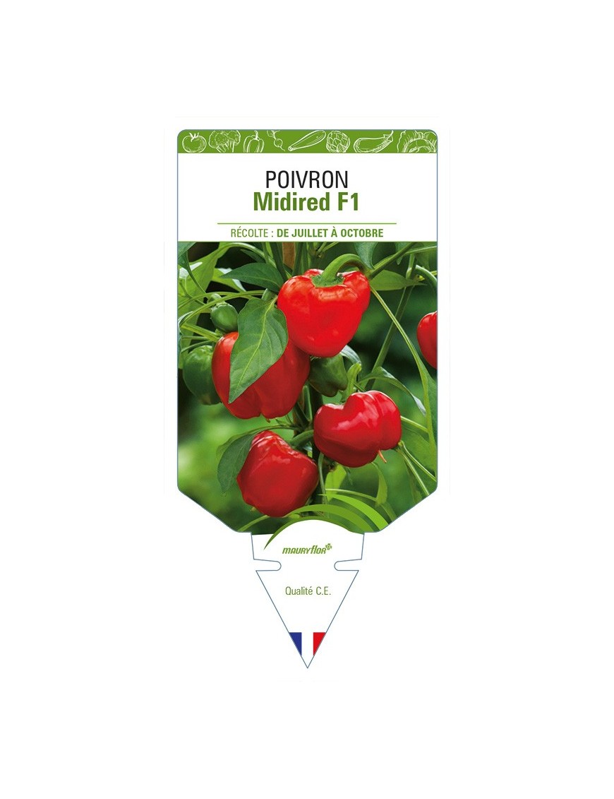 Poivron Midired F1