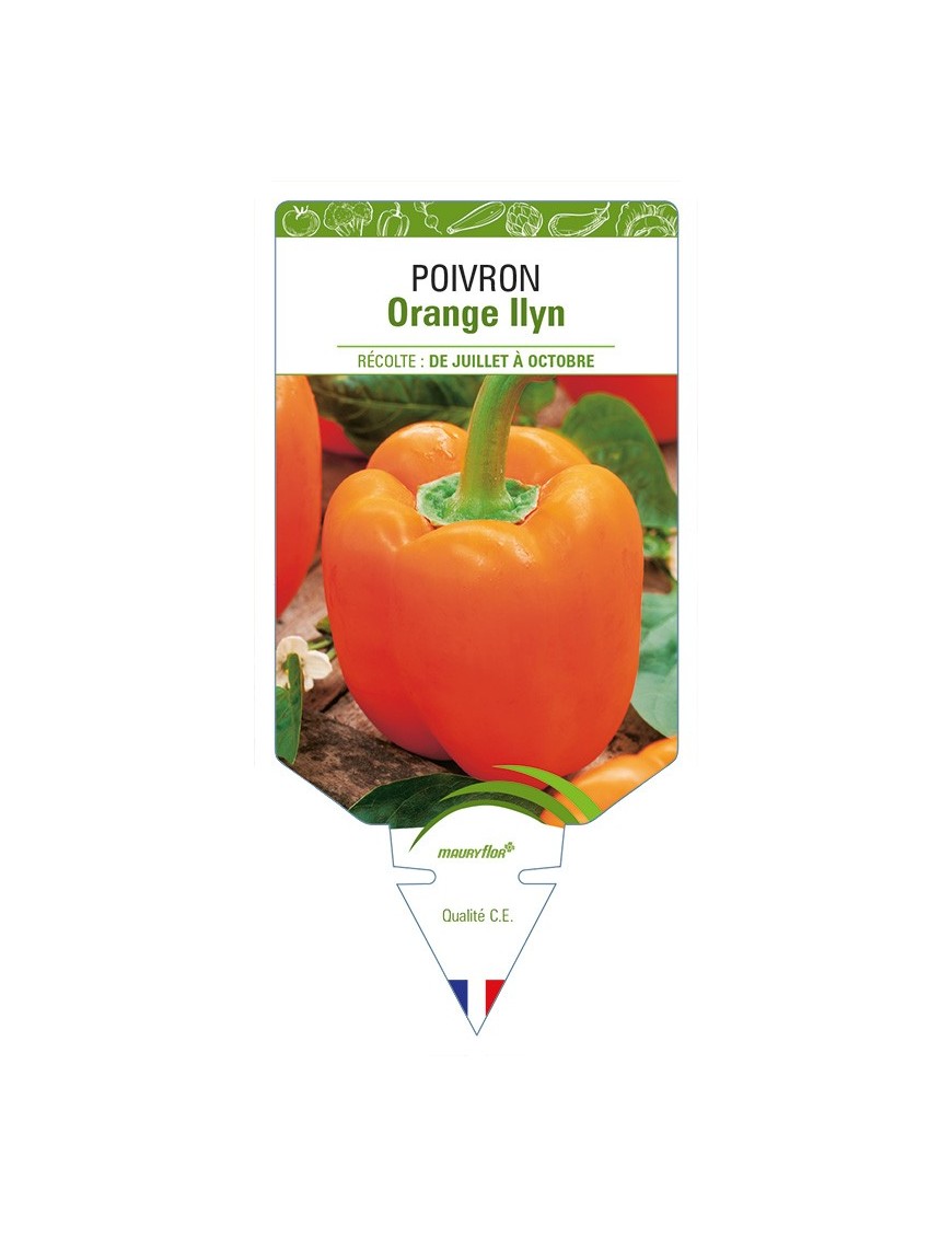 Poivron Orange Llyn