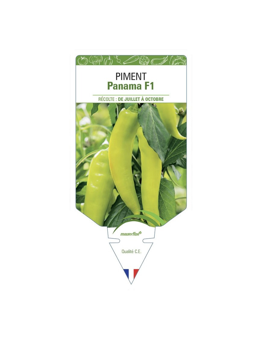 Poivron Panama F1