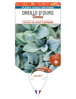 STACHYS byzantina Simba voir Oreille d'Ours