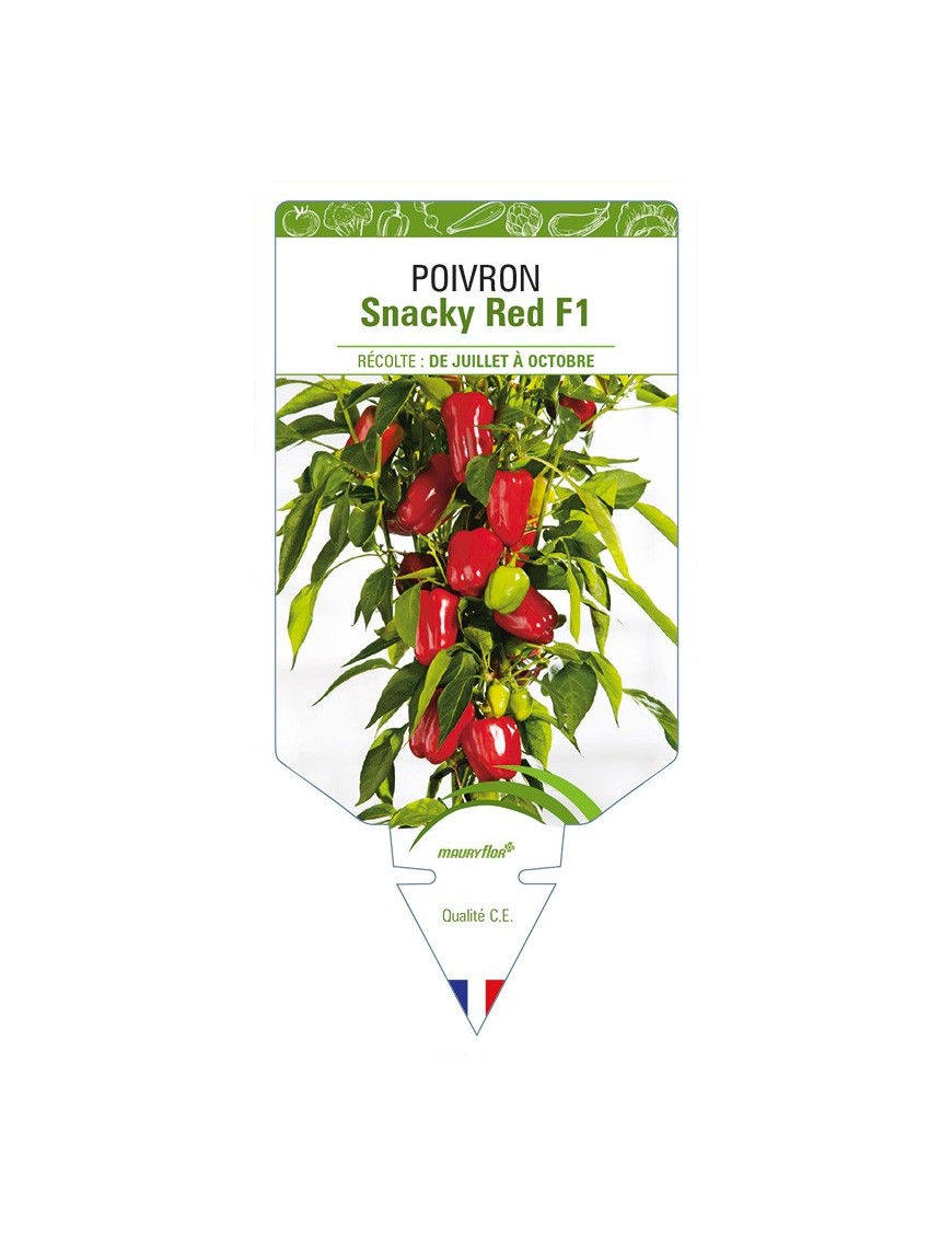 Poivron Snacky Red F1