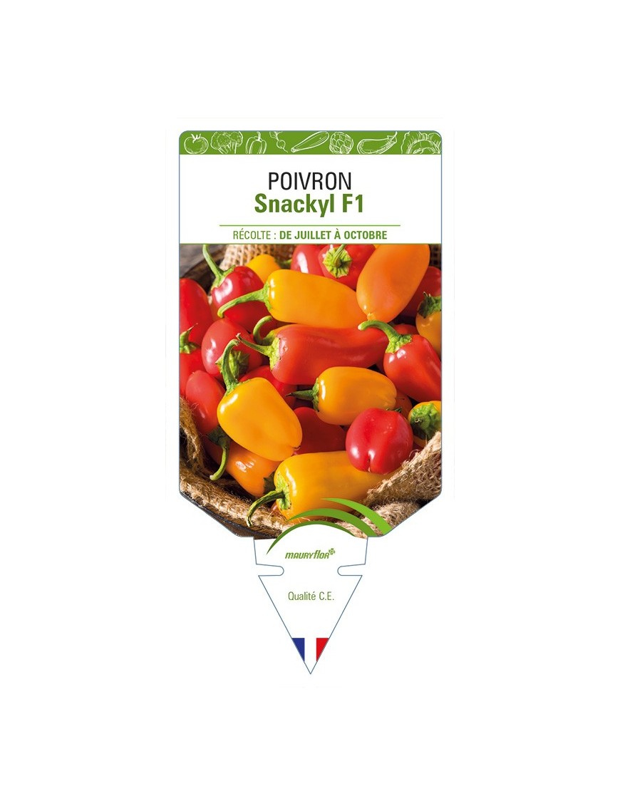 Poivron Snackyl F1