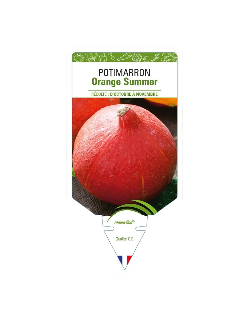 Potimarron Orange Summer